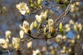 Sunning yellow flowers of the rare Yellow Fever magnolia tree, photographed in the RHS Wisley garden, Surrey UK.