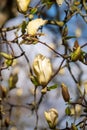 Sunning yellow flowers of the rare Yellow Fever magnolia tree, photographed in the RHS Wisley garden, Surrey UK.