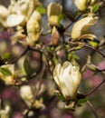 Sunning yellow flowers of the rare Yellow Fever magnolia tree, photographed in the RHS Wisley garden, Surrey UK.