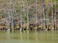 Sunnt view of the landscape over Mountain Fork at Beavers Bend State Park Royalty Free Stock Photo