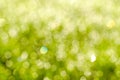 Sunny abstract green nature background.