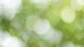 Sunny abstract green nature background, Blur park with bokeh light , nature, garden, spring and summer season Royalty Free Stock Photo