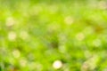 Sunny abstract green nature background