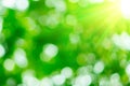 Sunny abstract green nature background