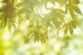 Sunny abstract green nature background, selective focus Royalty Free Stock Photo