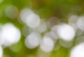 Sunny abstract green nature background, selective focus Royalty Free Stock Photo