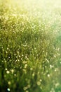 Sunny abstract green nature background. Selective focus Royalty Free Stock Photo