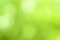 Sunny abstract green nature background