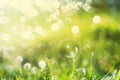 Sunny abstract green nature background, selective focus Royalty Free Stock Photo