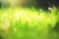 Sunny abstract green nature background, selective focus Royalty Free Stock Photo