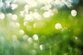 Sunny abstract green nature background, selective focus Royalty Free Stock Photo
