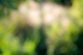 Sunny abstract green nature background, selective focus Royalty Free Stock Photo