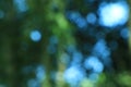 Sunny abstract green nature background, selective focus Royalty Free Stock Photo