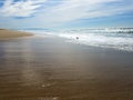 Sunny afternoon on beach with birds Royalty Free Stock Photo