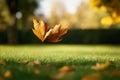 On a sunny afternoon, a serene garden is the setting for a leaf floating above grass Royalty Free Stock Photo