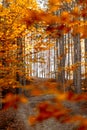 Walking trough the forest in the small sunny path.