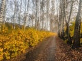 Sunny alley with birches in the autumn forest Royalty Free Stock Photo