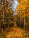 Sunny alley with birches in the autumn forest. Autumn leaf fall. A path in a sunny autumn park with falling leaves. Vertical view