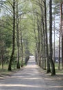 The sunny alley with high trees in the spring time Royalty Free Stock Photo