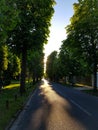 Sunny alley of trees