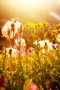 Sunny alpine meadow