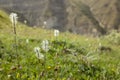 Sunny alpine meadow with blooming white flowers and green grass on slope and ridge of mountain in distance, closeup, blur. Bright. Royalty Free Stock Photo