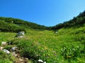 Sunny alpine meadow with red clover and yellow flowers Royalty Free Stock Photo