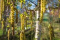 On a sunny, April day, small green leaves and birch catkins, against the background of a blue spring sky, Royalty Free Stock Photo