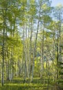 Sunny Aspen Forest Royalty Free Stock Photo