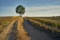 Landscape with a sandy road leading to a lonely tree among the fields Royalty Free Stock Photo