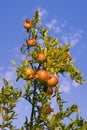 Sunny autumn. Branch of pomegranate tree with leaves and ripe fruits against blue sky Royalty Free Stock Photo