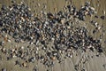 Sunny autumn day on the Aegean Sea. Texture of wet pebbles on beach sand. Royalty Free Stock Photo