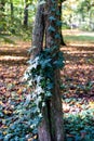 Sunny autumn day green leaves ivy climbing double stranded tree being intertwined Royalty Free Stock Photo