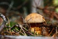 Mossiness mushroom. Royalty Free Stock Photo