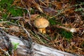 Small mossiness mushroom. Royalty Free Stock Photo