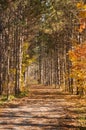 Sunny autumn day view along the pathway on Humber Valley Heritage Trail near Kleinburg, Ontario, Canada