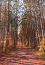 Sunny autumn day view along the pathway on Humber Valley Heritage Trail near Kleinburg, Ontario, Canada