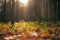 Sunny autumn forest landscape