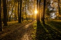 Sunny autumn forest at sunset