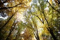 Sunny autumn golden-leaved trees