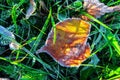 Sunny autumn leaf in green grass with white ice crystals Royalty Free Stock Photo