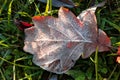 Sunny autumn leaves in green grass with ice crystals Royalty Free Stock Photo