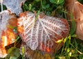 Sunny autumn leaves in green grass with ice crystals Royalty Free Stock Photo