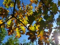 Sunny autumn leaves