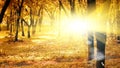 Sunny autumn morning Royalty Free Stock Photo