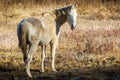 Sunny autumn morning and horse on pasture Royalty Free Stock Photo