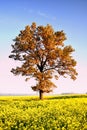 Beautiful  landscape of Lithuania.Tree on a rapeseed field Royalty Free Stock Photo