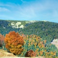 Sunny autumn mountain forest on mountainside, Carpathian, Ukraine Royalty Free Stock Photo