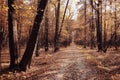 Sunny autumn park with path Royalty Free Stock Photo