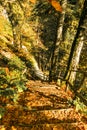 Sunny autumn picturesque natural park landscape with path leading to the waterfall. Fall trees with colorful leaves Royalty Free Stock Photo